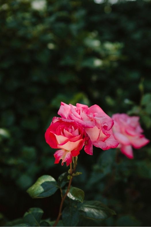Rosas rosas en Torreón de Don Jacinto. Historia esencia y tradición.